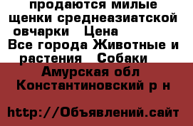 продаются милые щенки среднеазиатской овчарки › Цена ­ 30 000 - Все города Животные и растения » Собаки   . Амурская обл.,Константиновский р-н